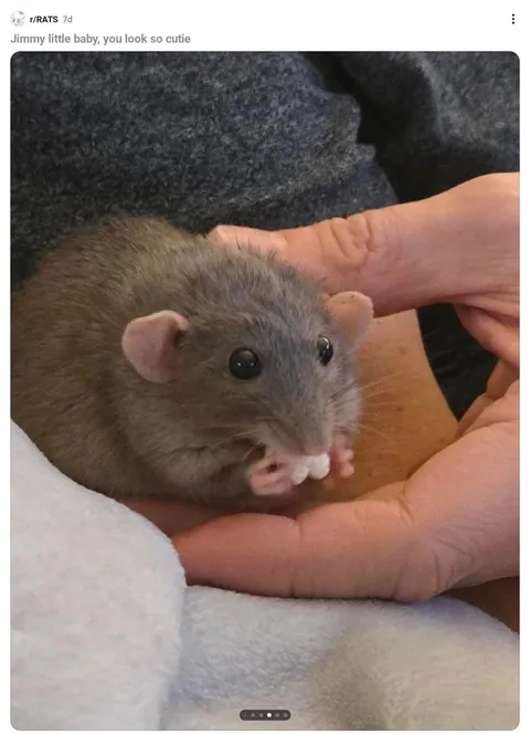 The many faces of Jimily (not my rat, I'm just fangirling because who can resist those boba eyes)