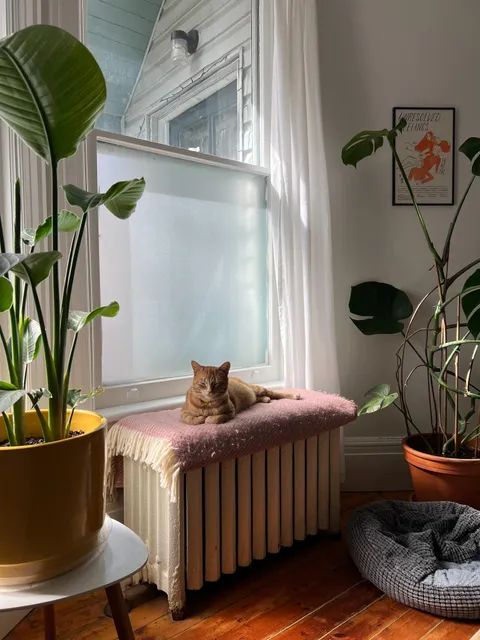 My cat knows where to find the best cozy spots