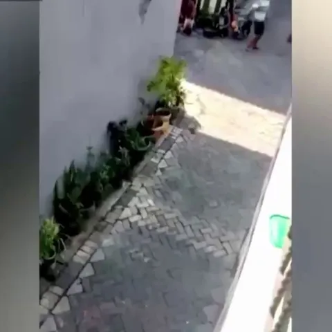 Monkey riding a mini-motorcycle tries to kidnap a human toddler.