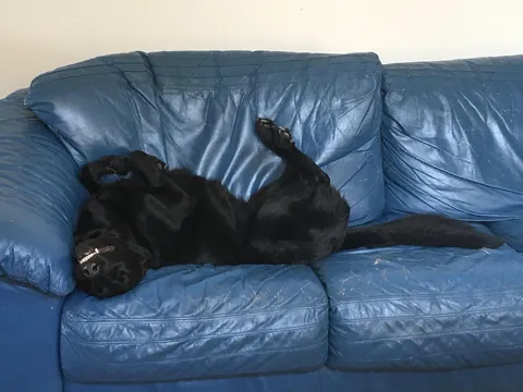 Don’t mind the fangs, he’s very happy