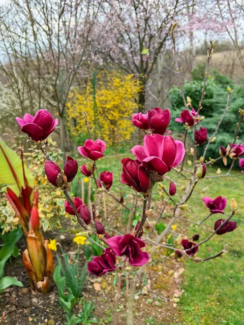 Magnolias in my Serbian garden