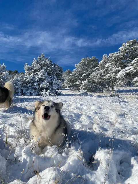 heckin S N O W ⛄️❄️