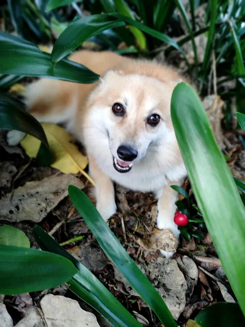 My rare pupper, Piper