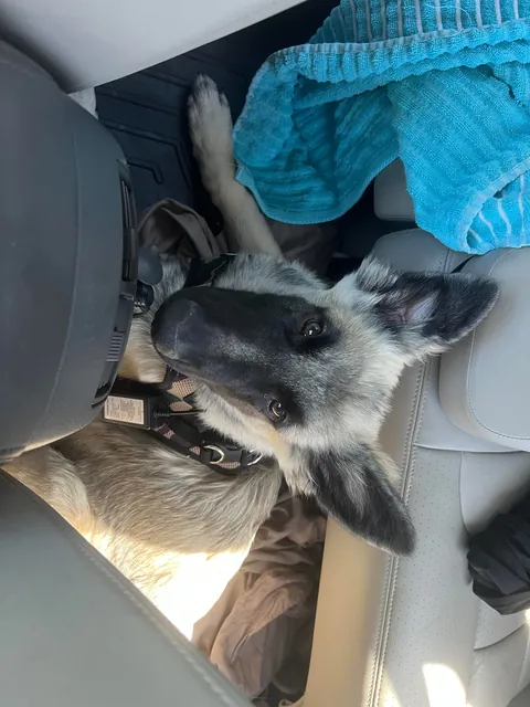 As requested heres a slew of photos of my found stray Kai Guy 😜(not sure breed mix?)