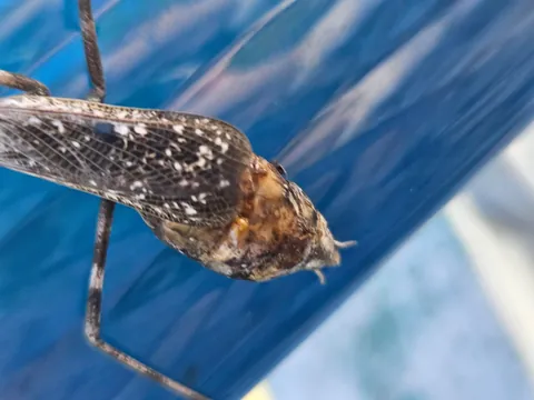 What's wrong with this mantis?