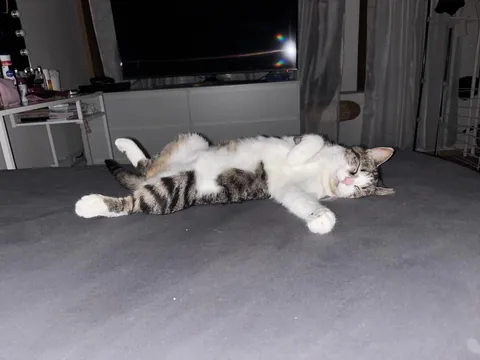 I was a cat hater, but I saved a cat. Now i’m in love😍
