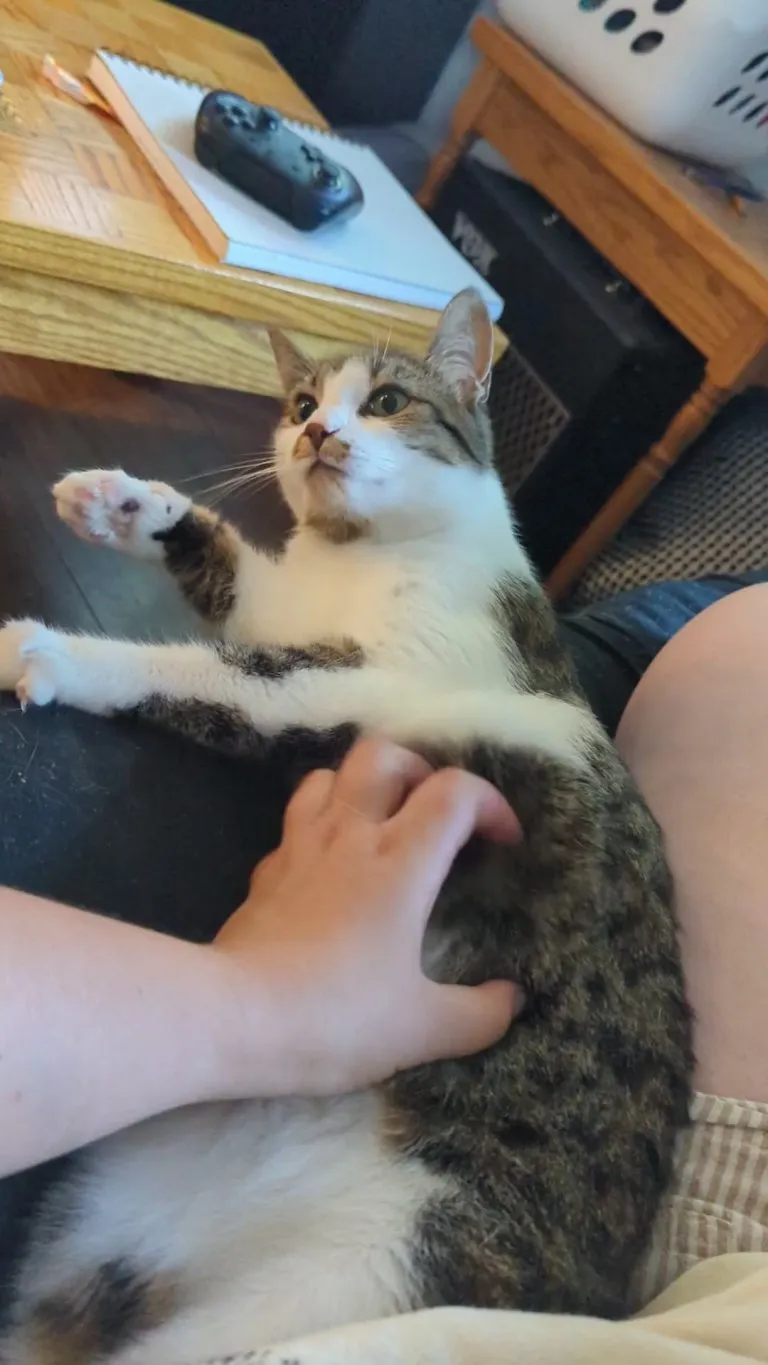 Aria used to be so shy she'd hide in my desk drawer and now she's the cutest cuddle bug