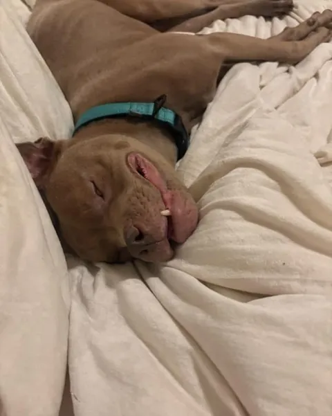 Kringle is still waiting for forever home :(