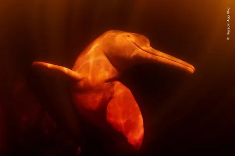 Wildlife Photographer of the Year 2025 - Selected pictures - Natural History Museum, London