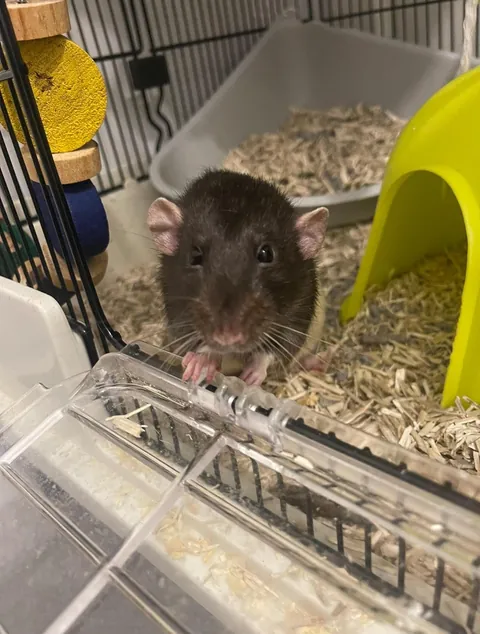 Meet my rats!