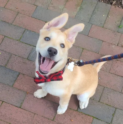 Happy Gotcha Day Biscuit! 5 yrs ago we picked you up from your foster home!