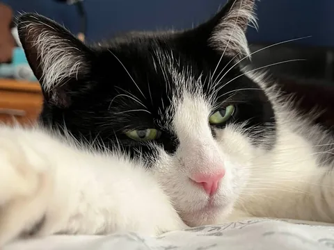 My beautiful Daisy 🌼 passed this morning. These are my favourite photos of her