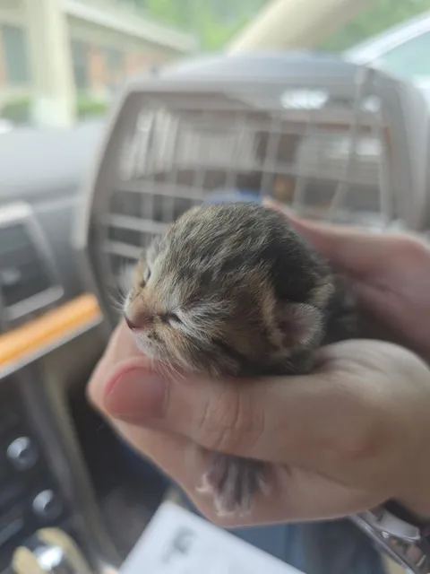 My Sister is now the proud owner of a 2600 dollar cat