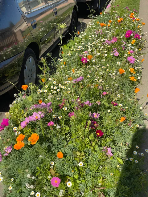 We put down some wildflower seeds on our parking strip last fall. Can’t wait to see what it looks like next year!