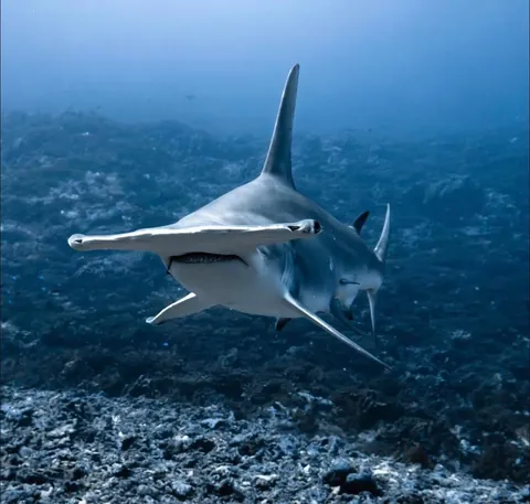 Photographer Rachel Moore captures stunning Photos of whales and sharks