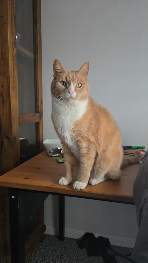 My beautiful boy has few days left to live. Thought I'd share him before he goes on his way