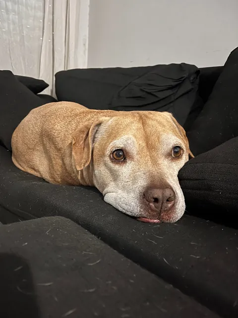 Chloe loves bed and sunbathing