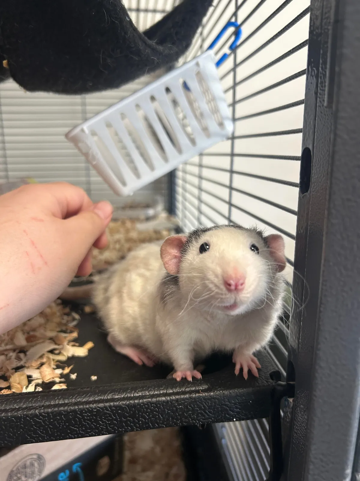 Please excuse my hand but my rat looks like he’s smiling! 
