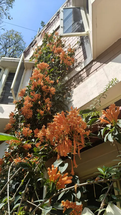 Winter Orange Trumpet blooms
