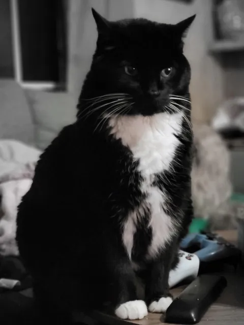 Diesel had 17 gloriously lazy years, on to his next adventure.