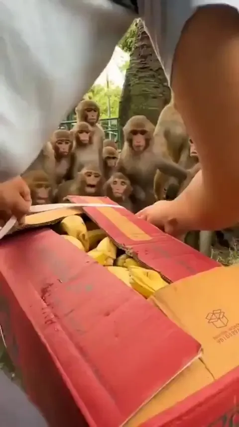 The best day of their lives 🍌🐒