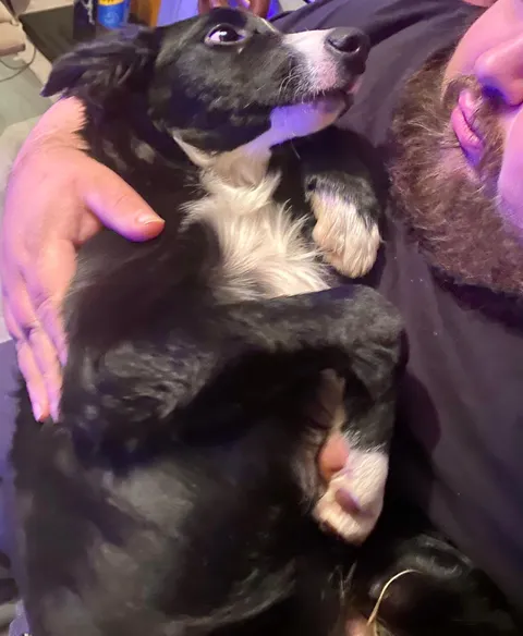 My sister got a puppy, I’m a large man, he’s a very smol dog, I think we’re gonna be pals 