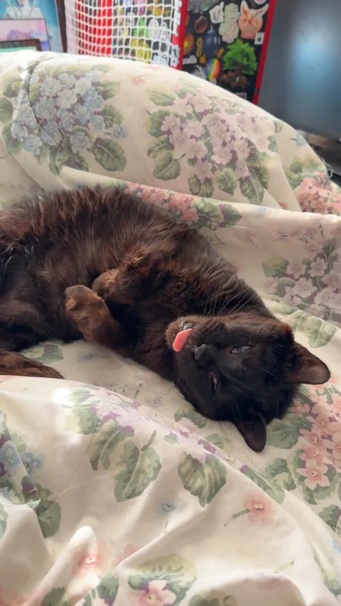 This is Sir Loin, my 16 year old cat. He looks like a blob but very much a distinguished gentleman