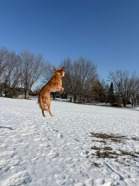 Apple is a real life air bud. Also, scroll to the end for a laugh 🤭