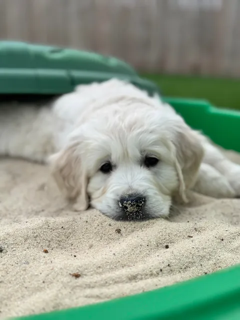 My new family member, Skye!