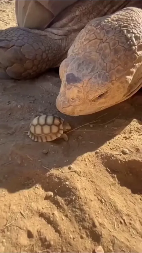 🔥Tortoise Mum meeting baby tortoise. Usually mum leave them after birth.
