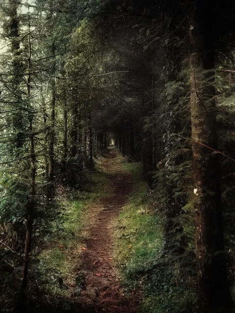 A woodland trail in Kildare, Ireland. [OC] [3000x4000]