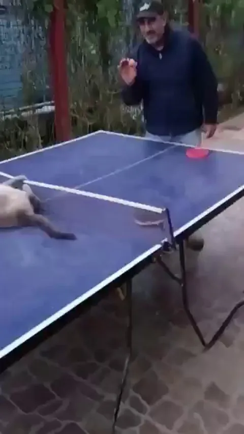 The newest table tennis world champion is a bit fluffier than expected