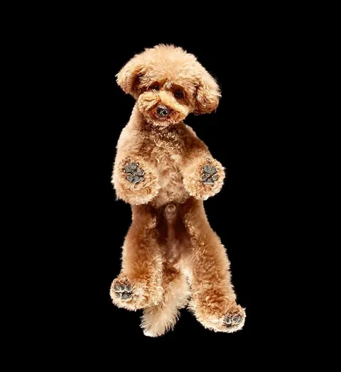 🔥 Bottoms Up: Discovering the Underside of the Animal Kingdom