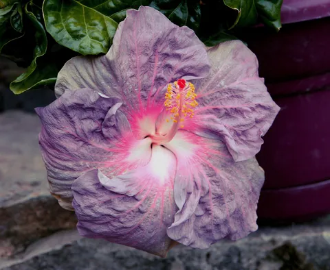 Hibiscus rosa-sinensis (Chinese Hibiscus) 'Tahitian Lilac Queen'