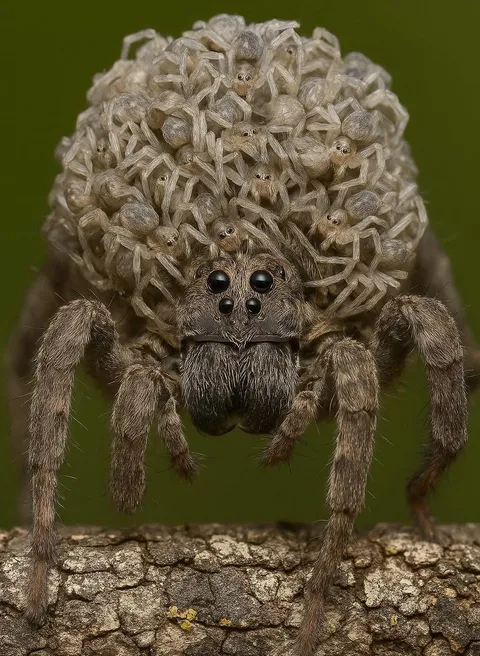 This is a wolf spider, and yes — all those tiny things riding on her back? Her babies. Alive. Hungry. Ready for action.