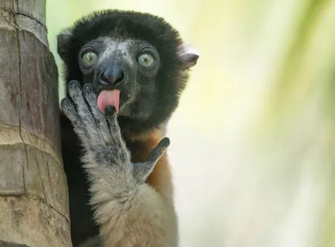 🔥 19 images from the Comedy Wildlife People's Choice Awards