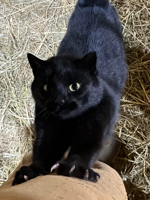Never thought I’d like a cat until this one showed up around the barn. 