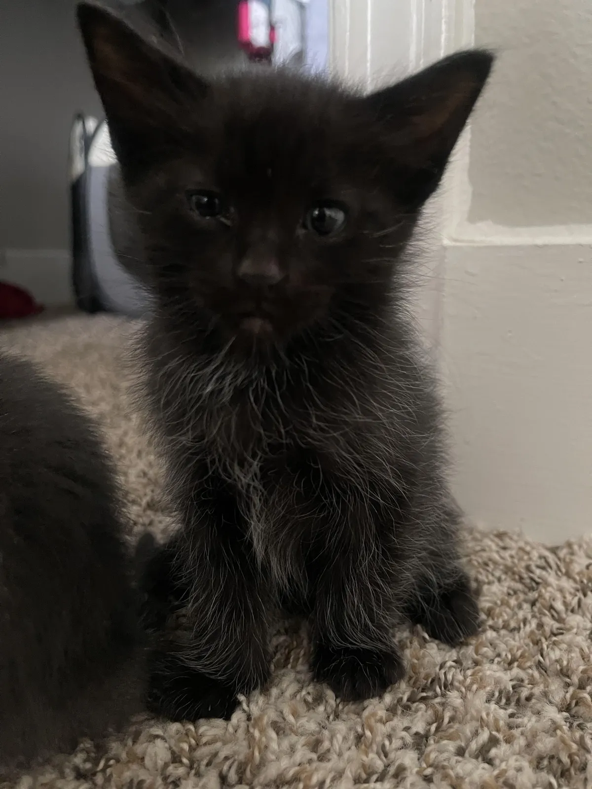my new black cat is growing white fur