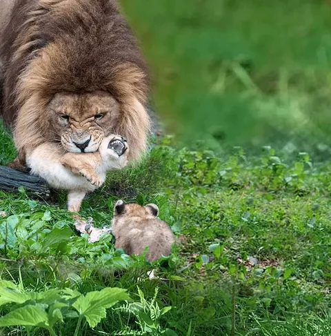 🔥 Lion struggles to look after the cubs while the lioness was recovering from an injury.