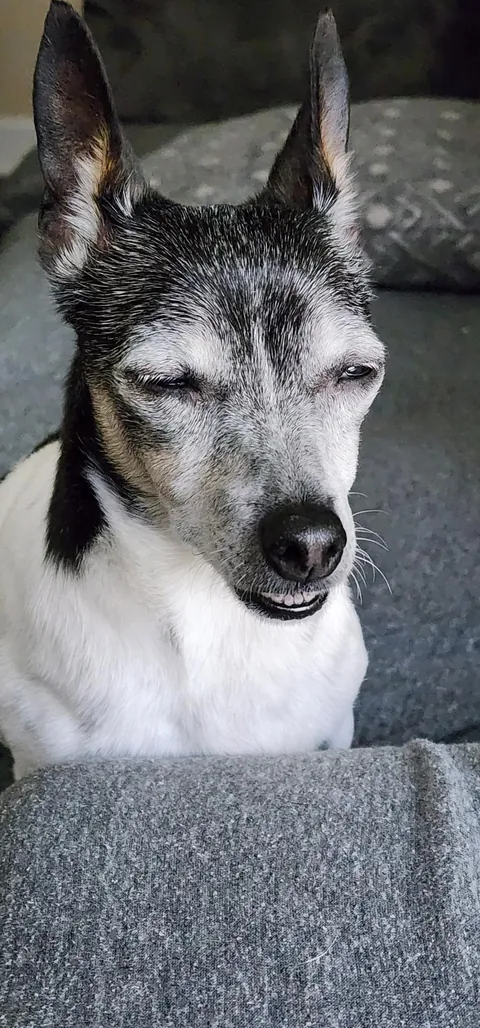 Mini had to have a tooth pulled...