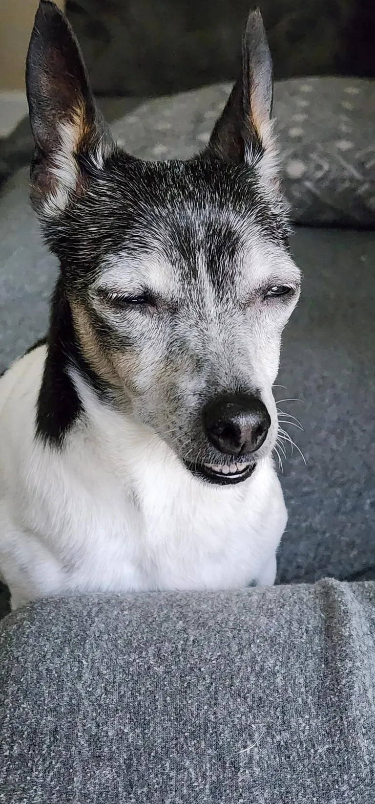 Mini had to have a tooth pulled...