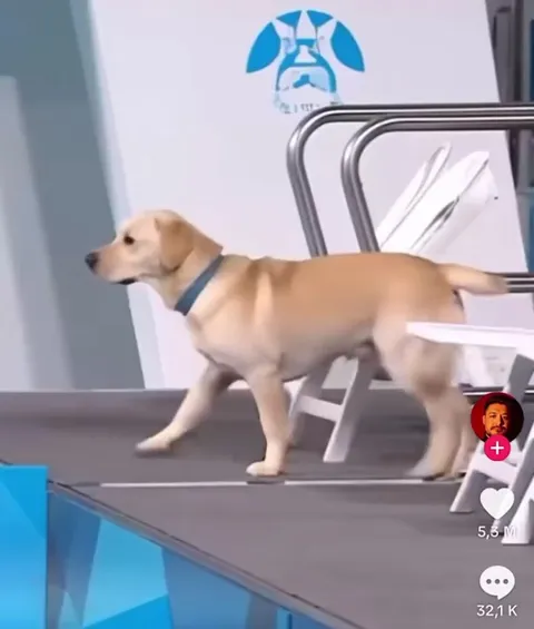 The dogs had to be in the race