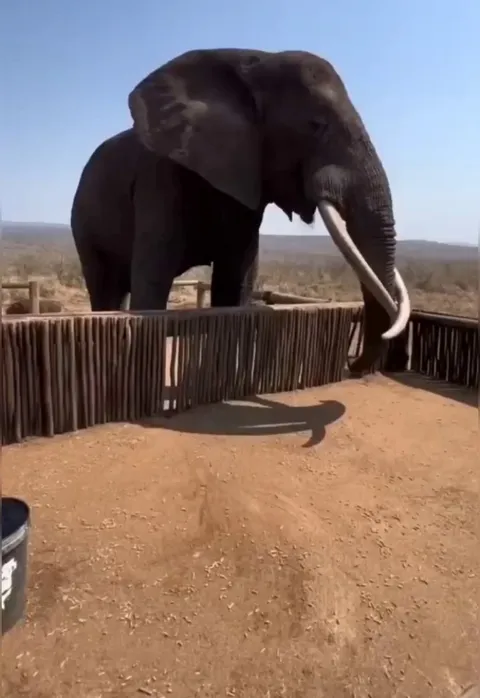 This is the biggest elephant I've seen in my life. Imagine drinking a bucket of water in only 4 seconds!