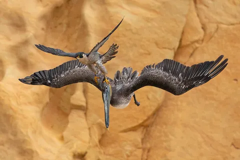 A Peregrine falcon hunting a Brown Pelican