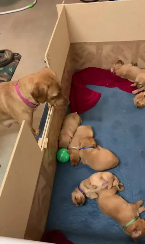 Mama dog is confused why her puppies won't play with her ball