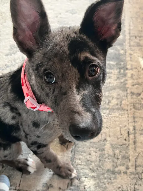 Willow the 2 faced dog. She’s an Australian Shepherd German Shepherd mix who’s almost 6 months old