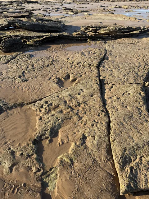 Dinosaur footprints