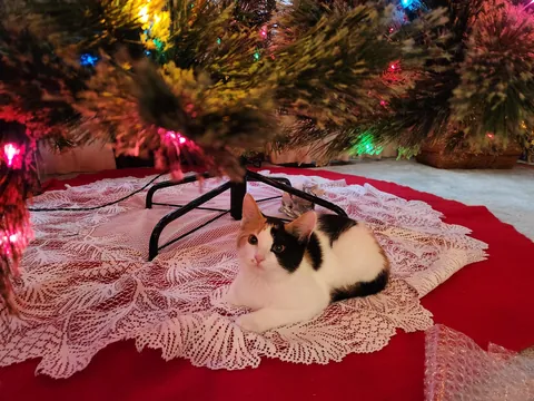 Introducing Baby Jessica