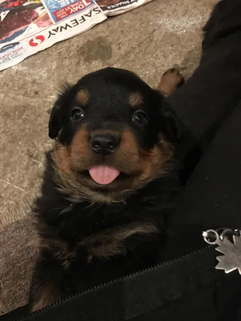 one of my puppies bit my finger then pulled back and made this face for a solid 10 seconds, he’s my favourite