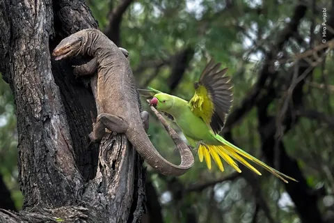 Wildlife Photographer of the Year 2025 - Selected pictures - Natural History Museum, London